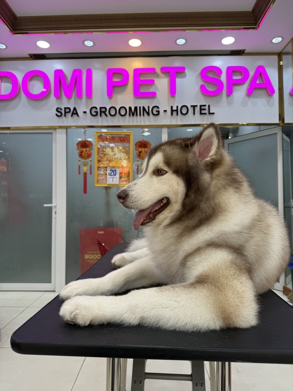 So Sánh Spa Thú Cưng Và Tự Chăm Sóc Tại Nhà: Đâu Là Lựa Chọn Tốt Nhất?